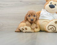 8 week old Mini Goldendoodle Puppy For Sale - Premier Pups