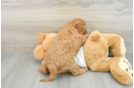 Funny Mini Goldendoodle Poodle Mix Pup