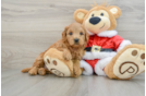 Small Mini Goldendoodle Baby