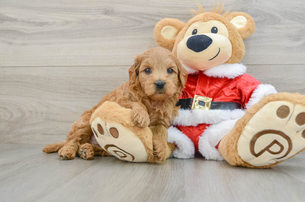 6 week old Mini Goldendoodle Puppy For Sale - Premier Pups