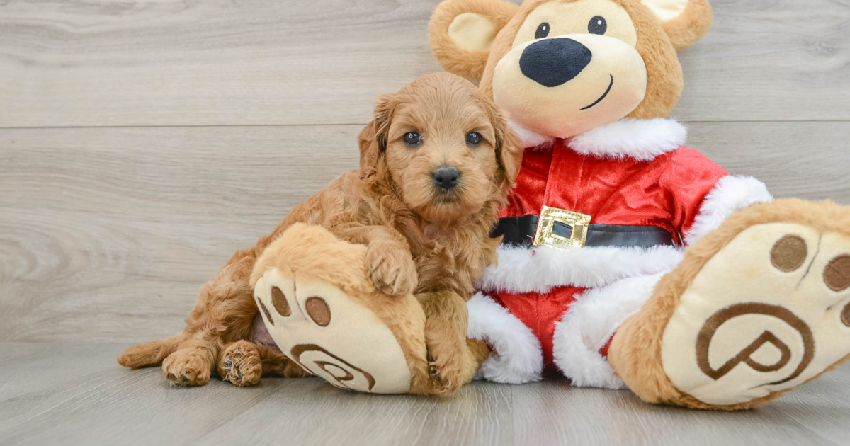 Mini Goldendoodle Heidi: 3lb 10oz Doodle Puppy