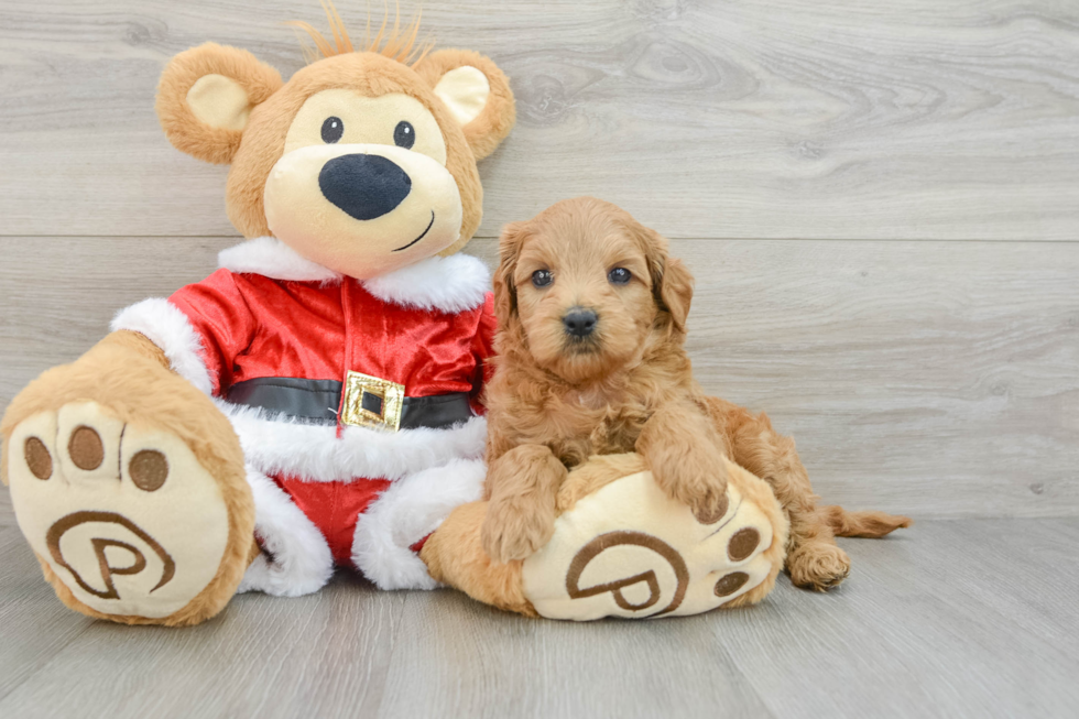 Sweet Mini Goldendoodle Baby