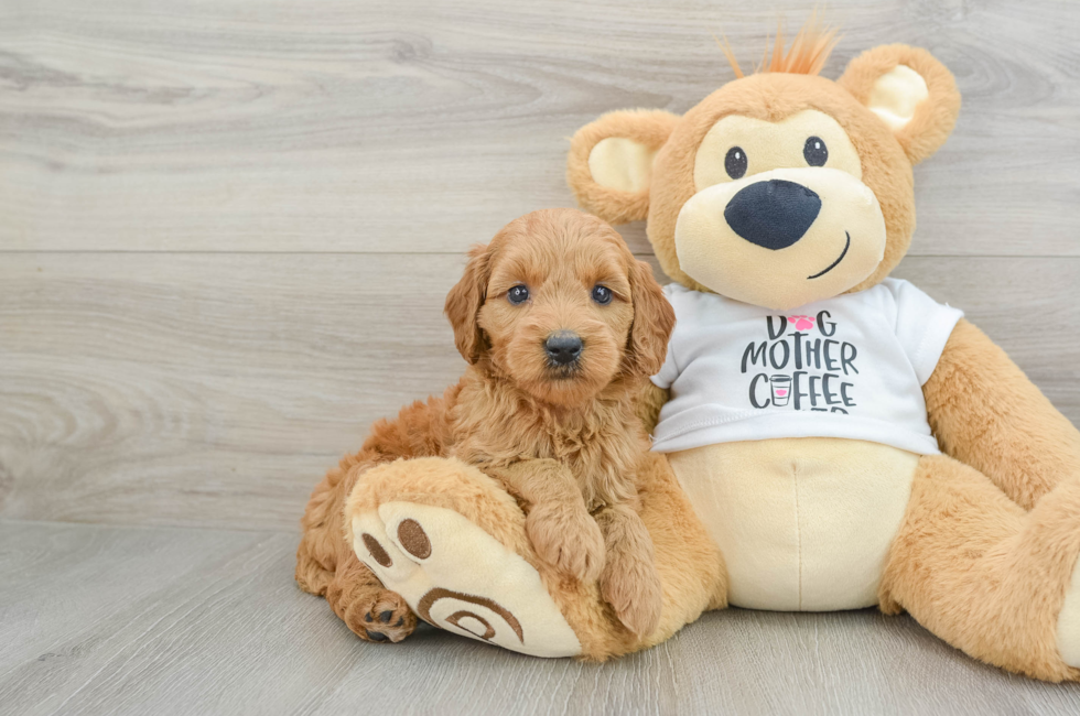 5 week old Mini Goldendoodle Puppy For Sale - Premier Pups