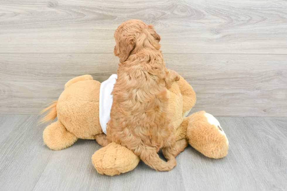 Cute Mini Goldendoodle Baby