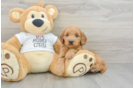 Mini Goldendoodle Puppy for Adoption