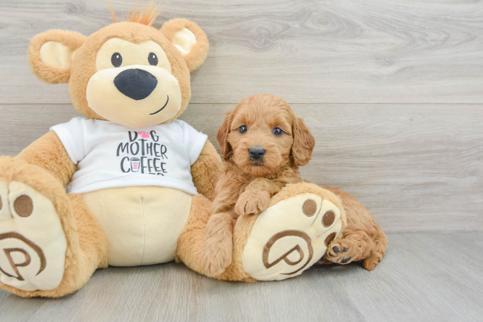 Mini Goldendoodle Puppy for Adoption