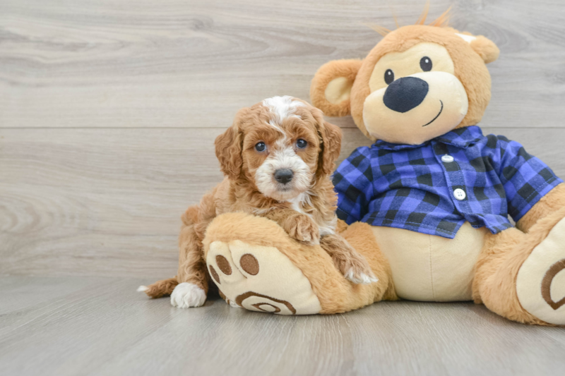 Meet Heidi - our Mini Goldendoodle Puppy Photo 1/3 - Premier Pups