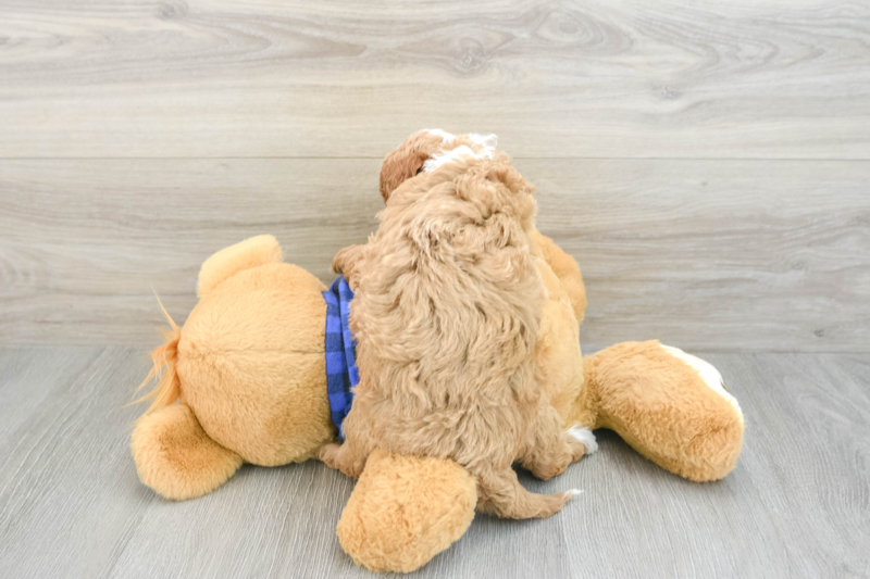 Meet Heidi - our Mini Goldendoodle Puppy Photo 2/3 - Premier Pups