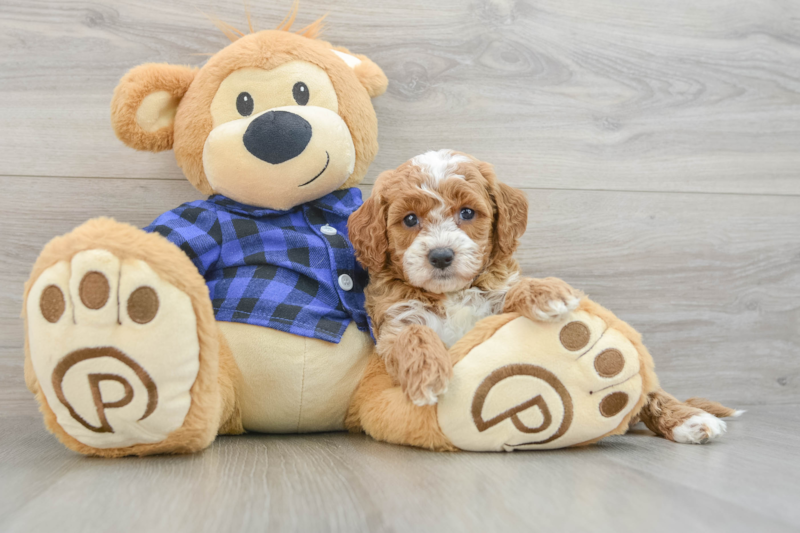 Meet Heidi - our Mini Goldendoodle Puppy Photo 3/3 - Premier Pups