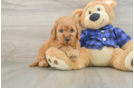 Petite Mini Goldendoodle Poodle Mix Pup