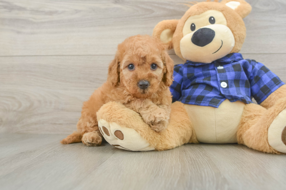 Petite Mini Goldendoodle Poodle Mix Pup