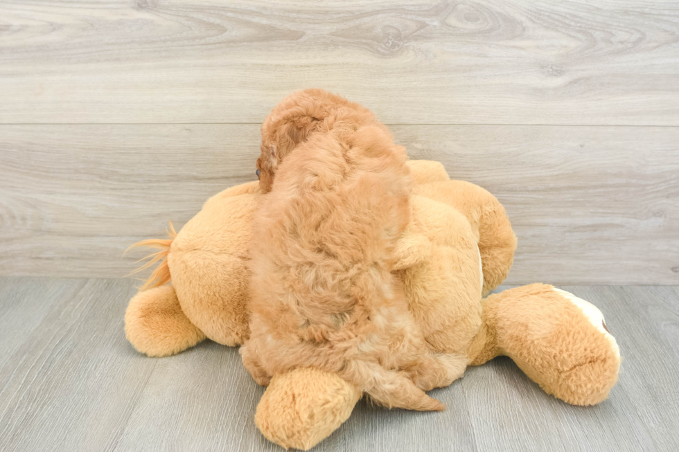 Playful Mini Groodle Poodle Mix Puppy