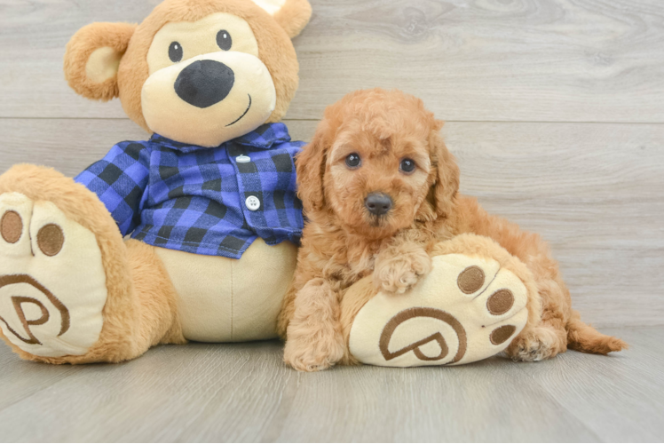 Happy Mini Goldendoodle Baby