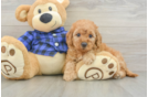Happy Mini Goldendoodle Baby