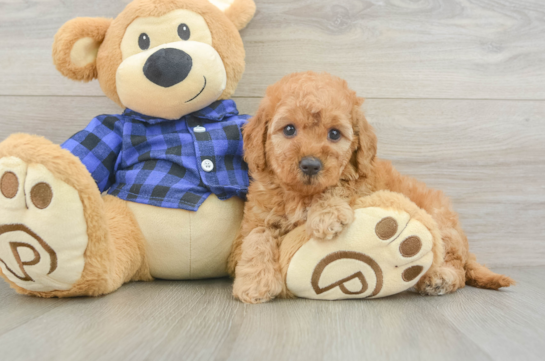 Happy Mini Goldendoodle Baby