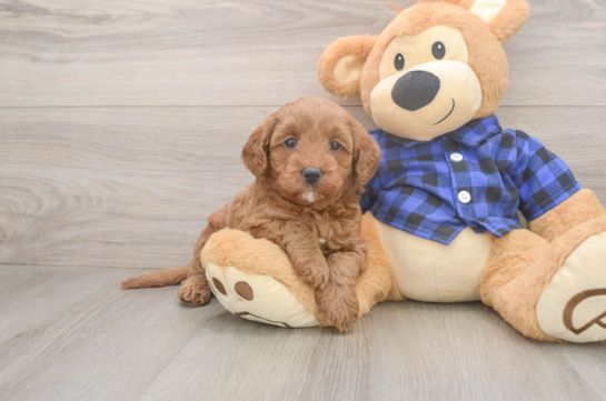 Mini Goldendoodle Pup Being Cute