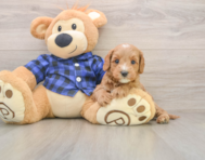 8 week old Mini Goldendoodle Puppy For Sale - Premier Pups
