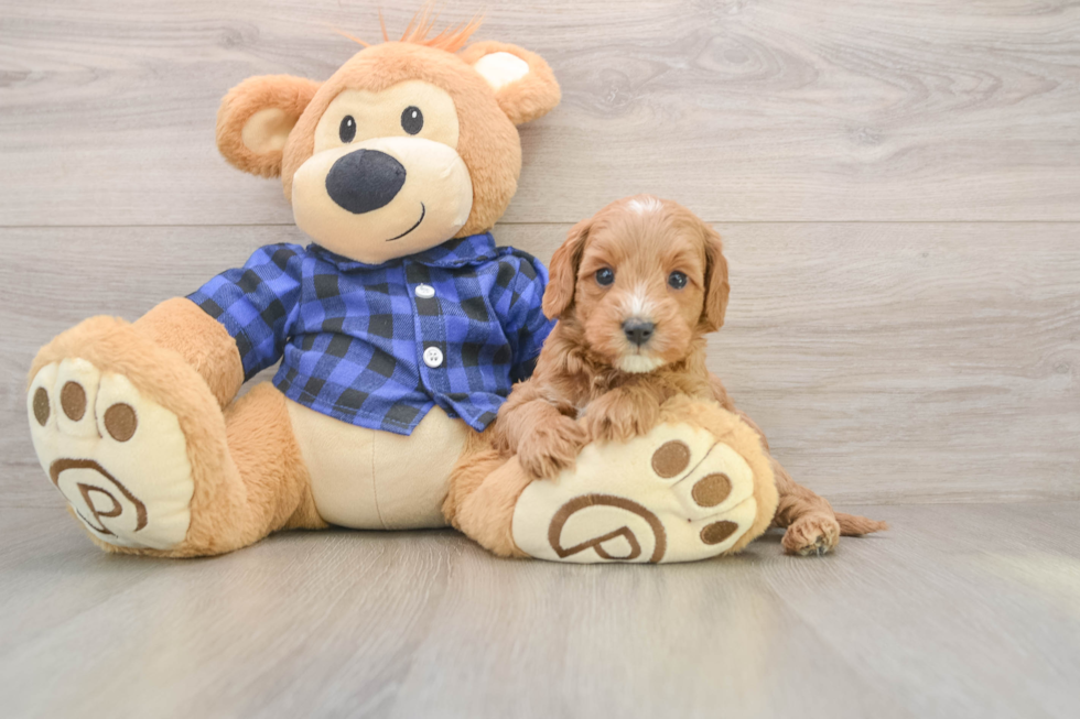 Smart Mini Goldendoodle Poodle Mix Pup