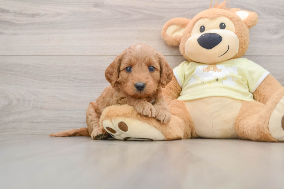 Mini Goldendoodle Puppy for Adoption