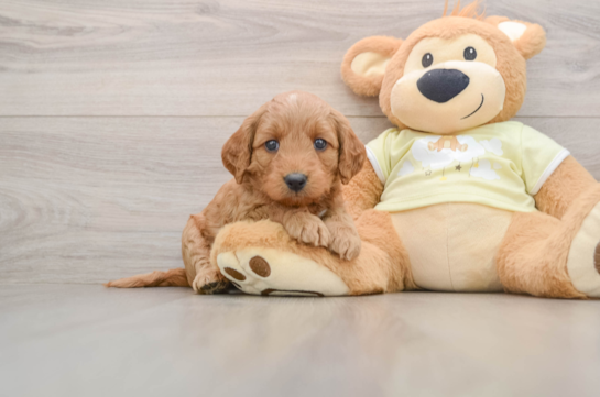 Mini Goldendoodle Puppy for Adoption