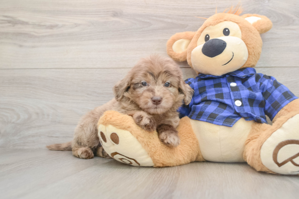 Small Mini Goldendoodle Baby