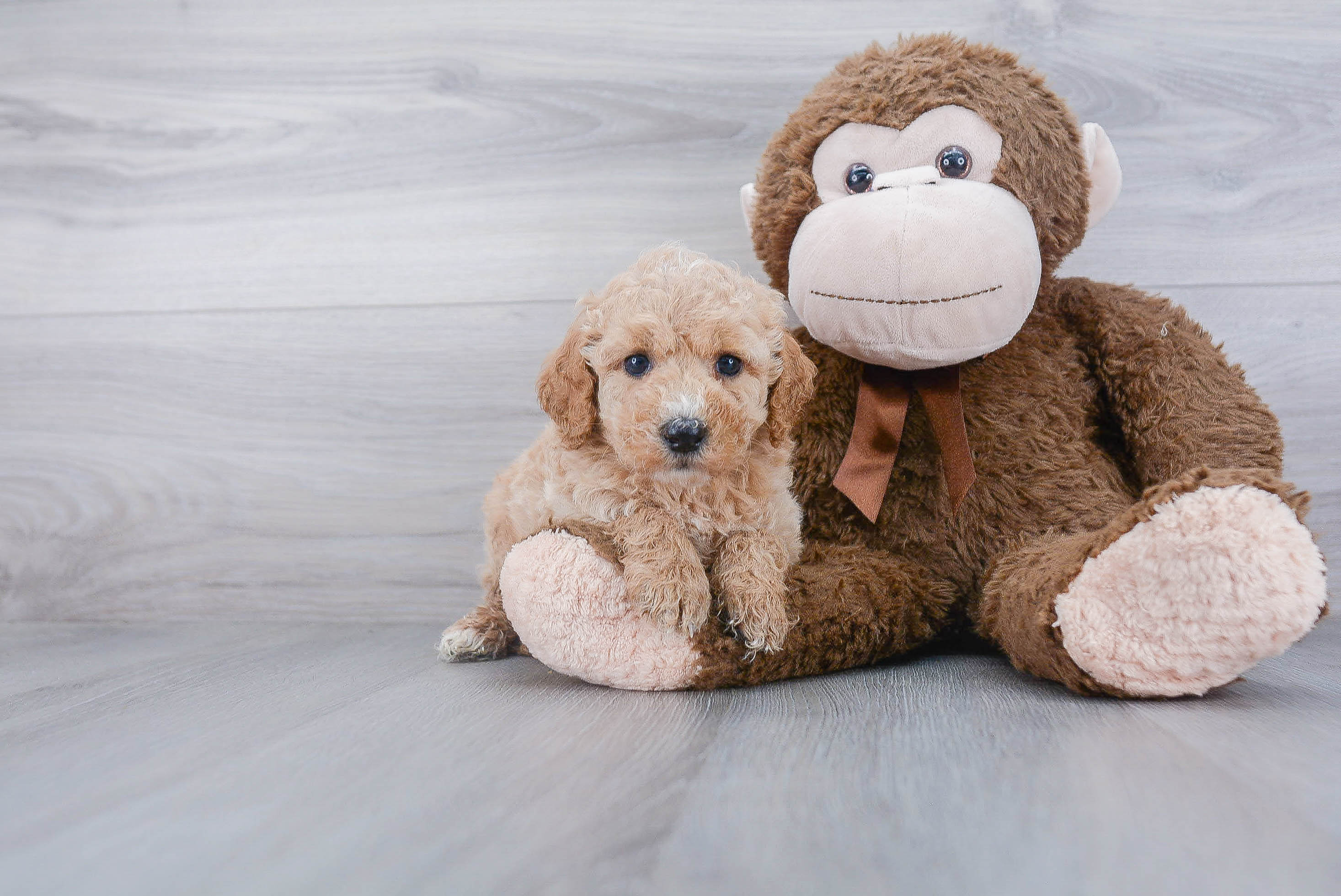 Mini Goldendoodle Puppy for Adoption
