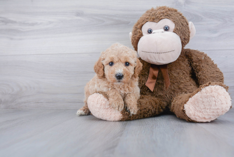 Mini Goldendoodle Puppy for Adoption