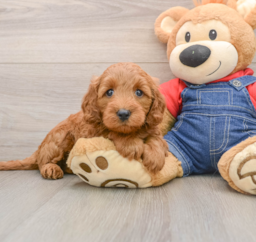 7 week old Mini Goldendoodle Puppy For Sale - Premier Pups