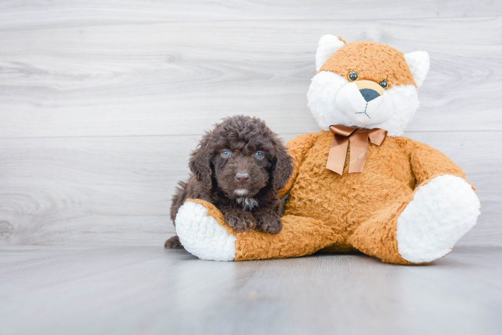 Playful Golden Retriever Poodle Mix Puppy