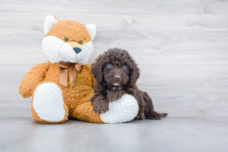 Best Mini Goldendoodle Baby