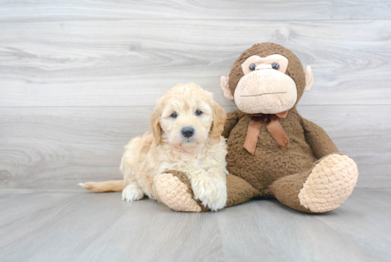 Mini Goldendoodle Pup Being Cute