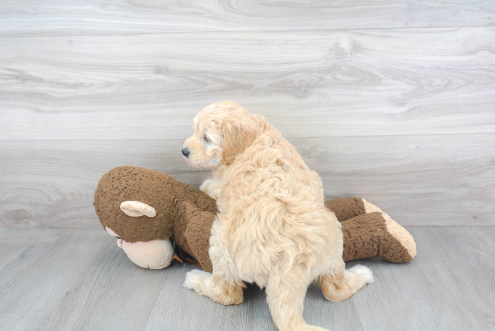 Mini Goldendoodle Puppy for Adoption