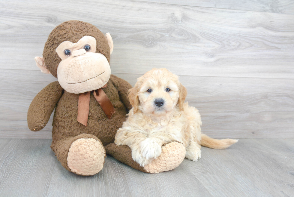 Mini Goldendoodle Puppy for Adoption