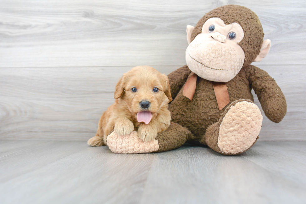 Mini Goldendoodle Puppy for Adoption