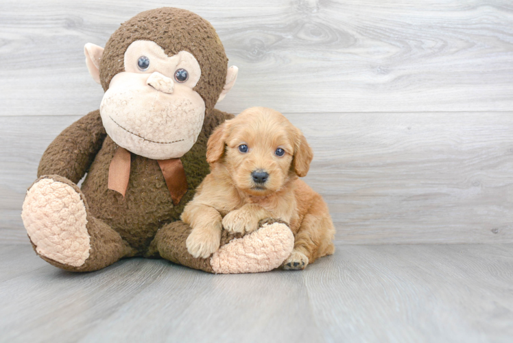 Funny Mini Goldendoodle Poodle Mix Pup