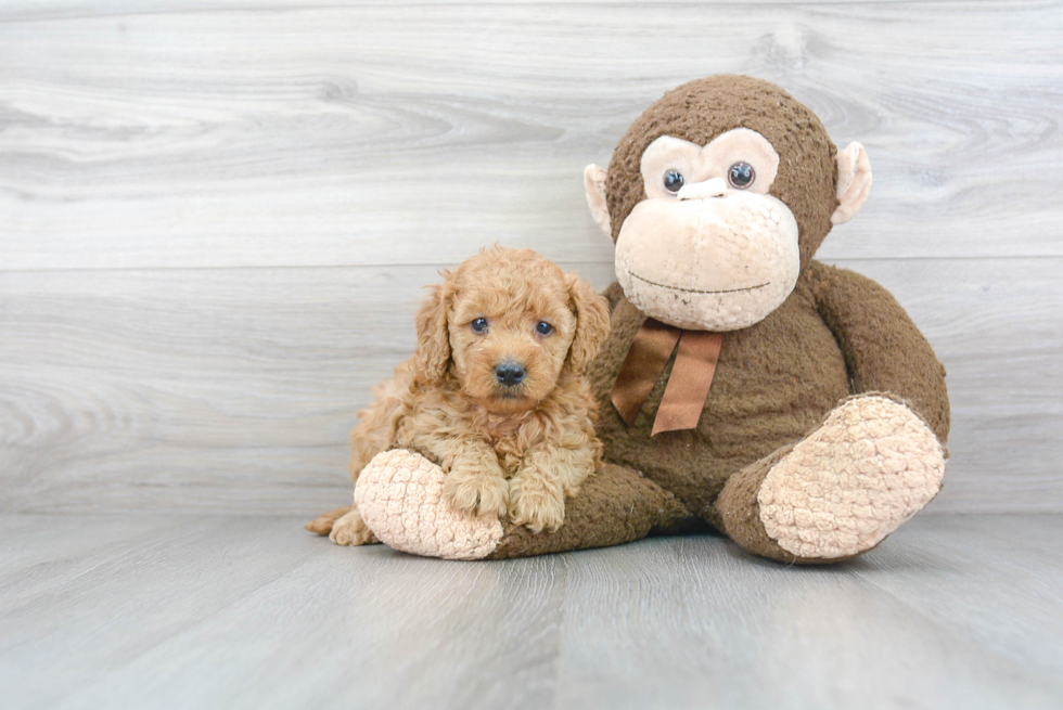 Adorable Golden Retriever Poodle Mix Puppy