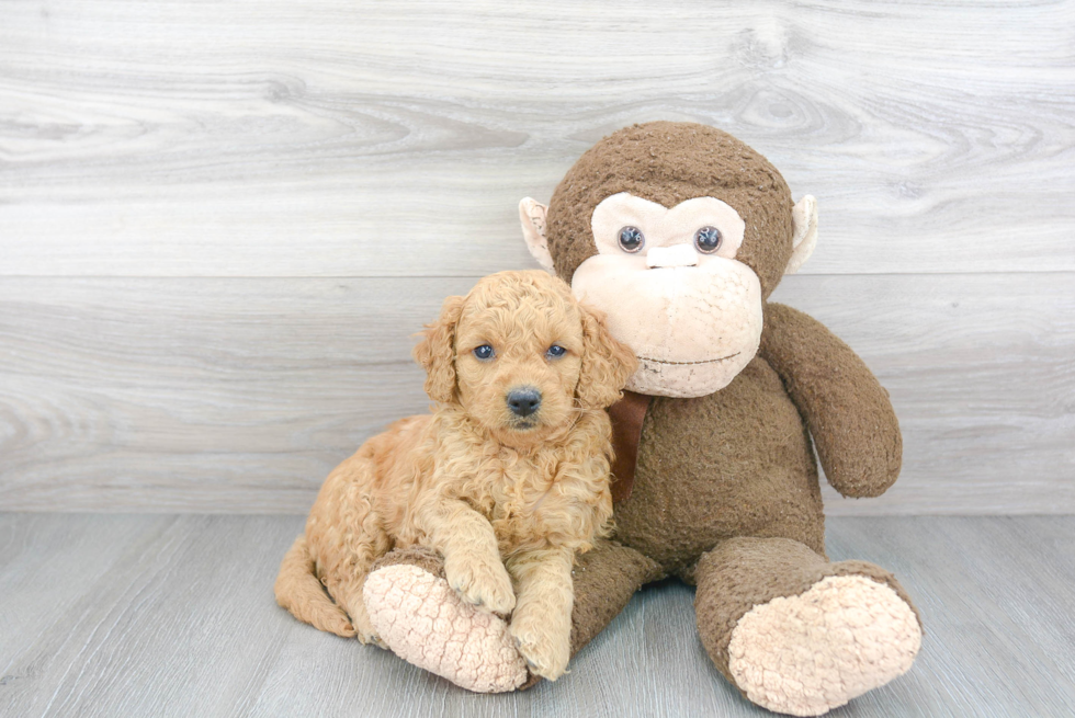 Mini Goldendoodle Puppy for Adoption