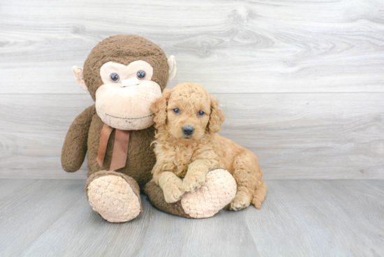 Smart Mini Goldendoodle Poodle Mix Pup