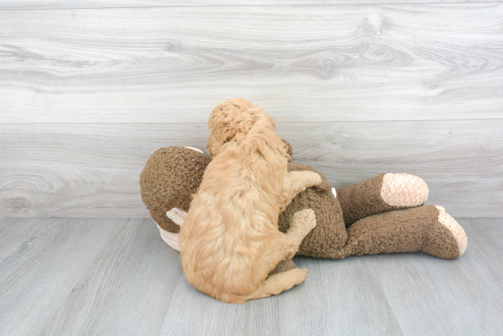 Happy Mini Goldendoodle Baby