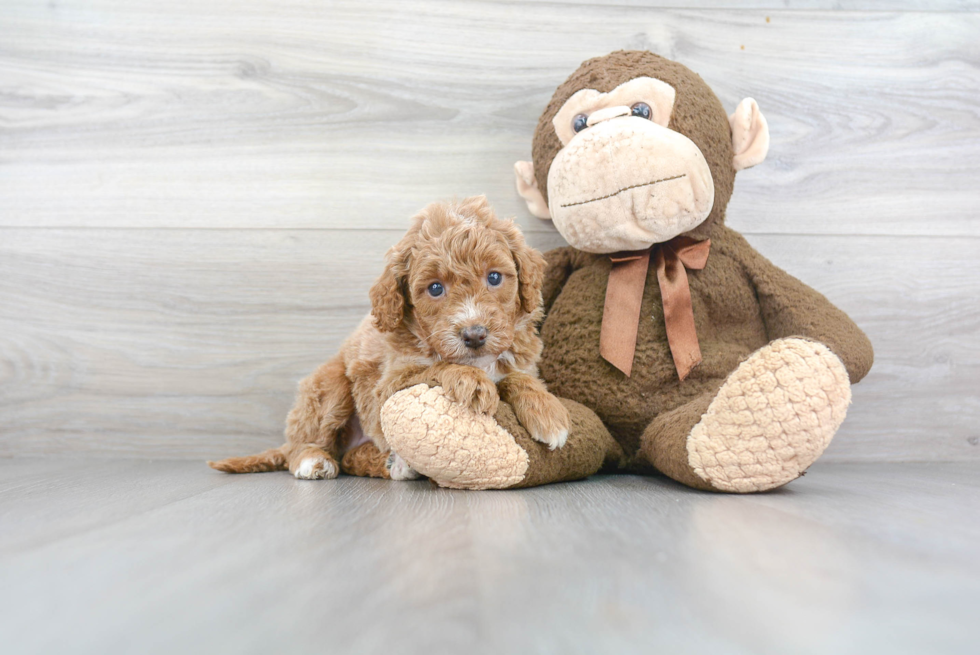 Mini Goldendoodle Puppy for Adoption