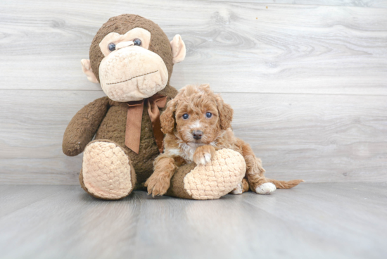 Mini Goldendoodle Puppy for Adoption