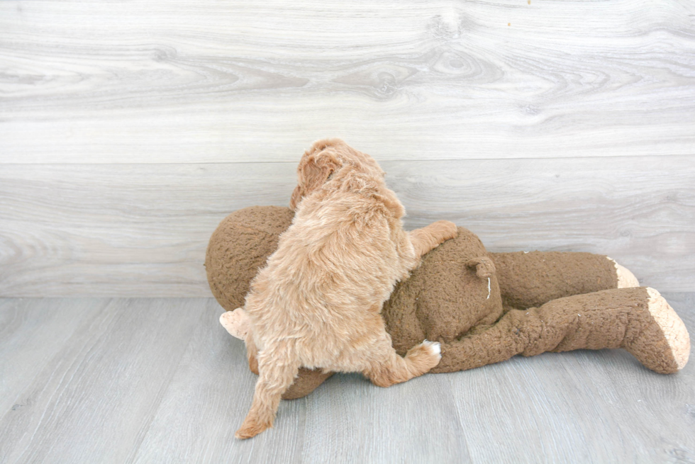 Playful Golden Retriever Poodle Mix Puppy