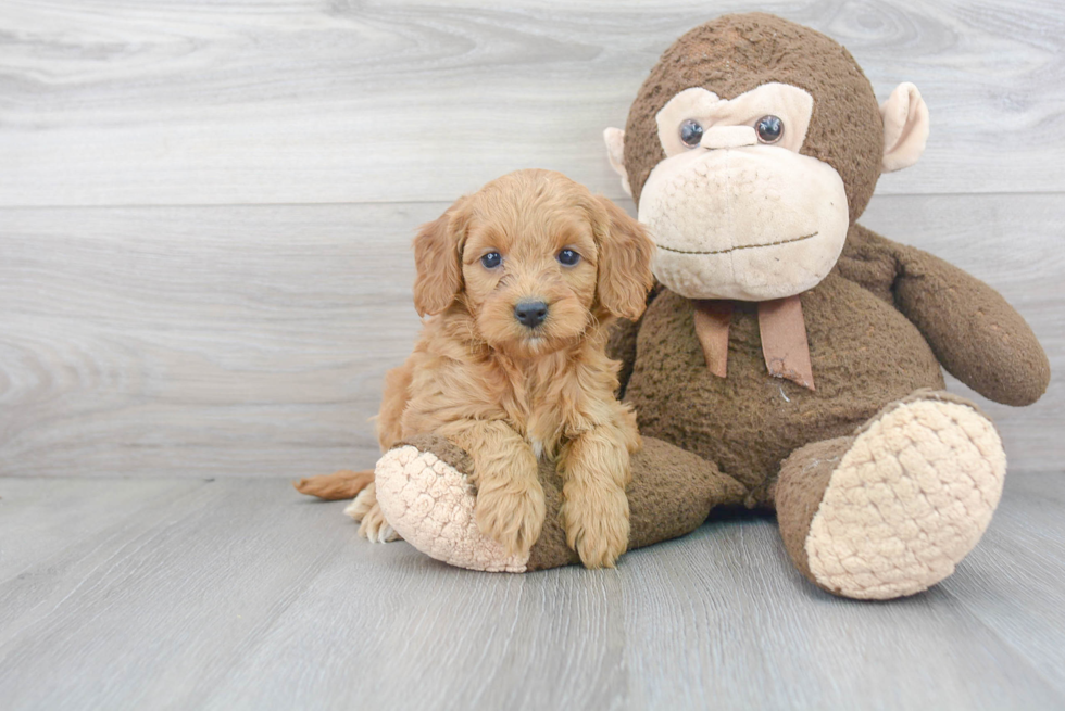 Little Golden Retriever Poodle Mix Puppy