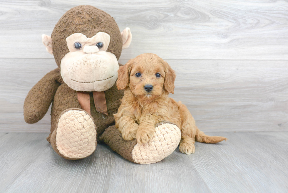 Best Mini Goldendoodle Baby