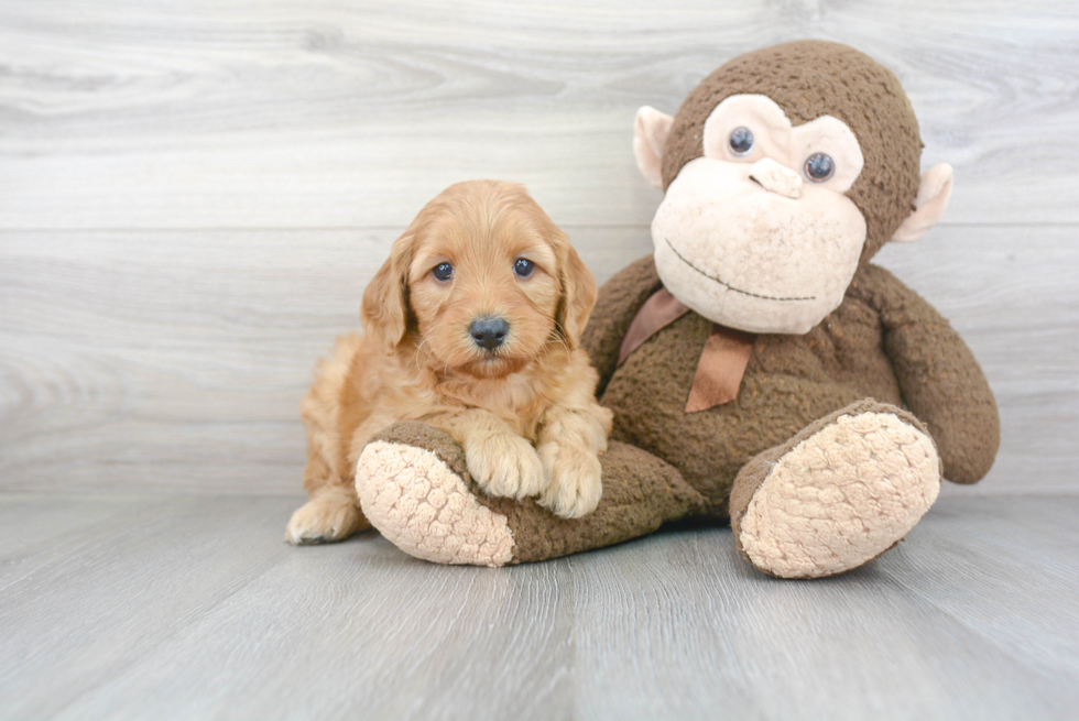 Funny Mini Goldendoodle Poodle Mix Pup