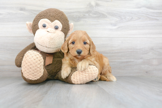 Energetic Golden Retriever Poodle Mix Puppy