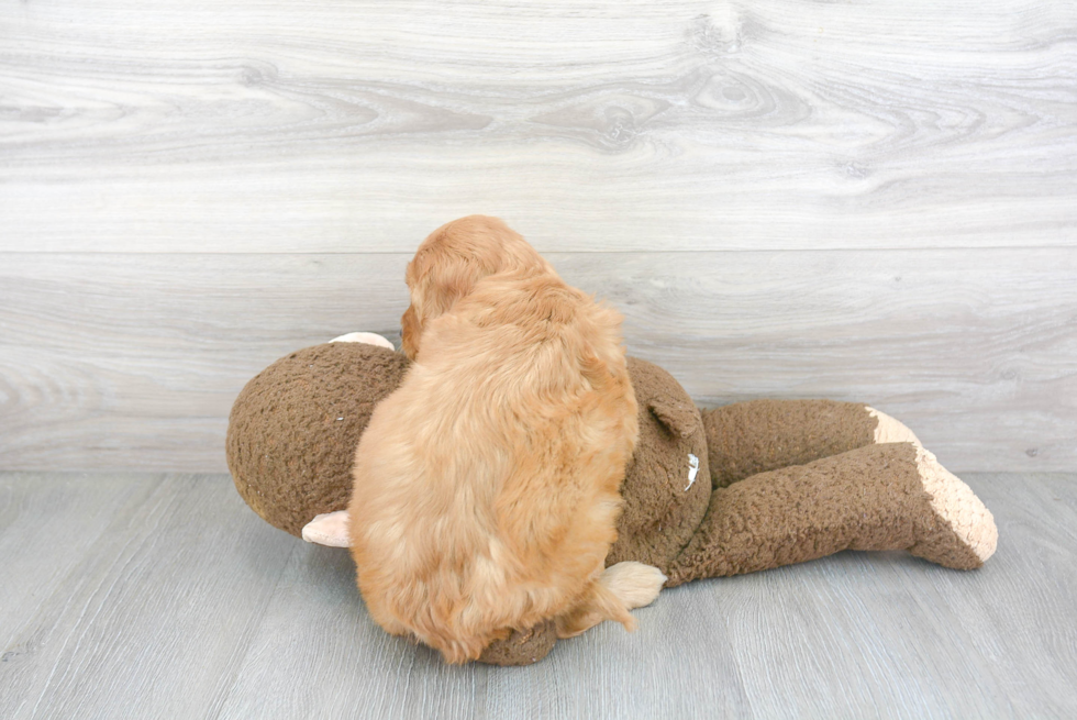 Fluffy Mini Goldendoodle Poodle Mix Pup