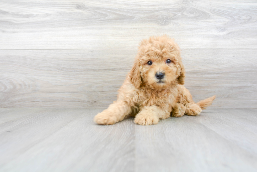 Best Mini Goldendoodle Baby