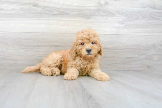 Best Mini Goldendoodle Baby