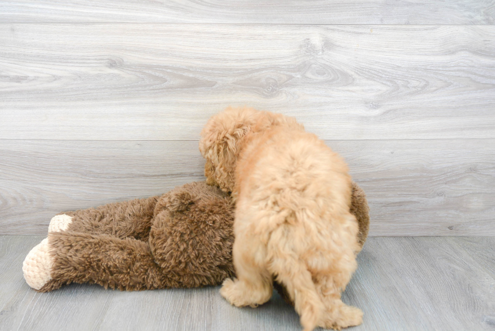 Adorable Golden Retriever Poodle Mix Puppy